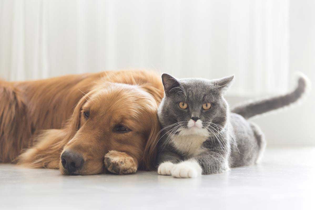 about our veterinary practice Taylor, MI 