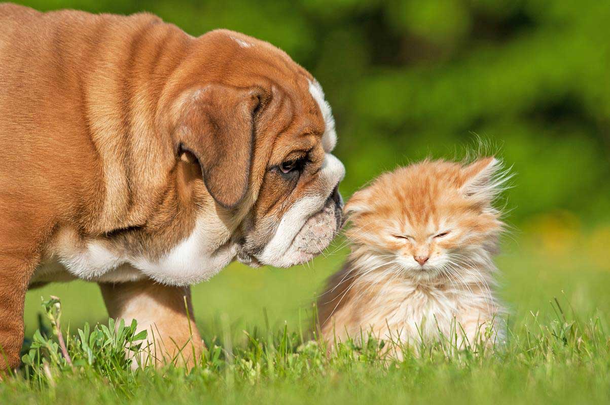 Puppy & Kitten Care Taylor, MI
