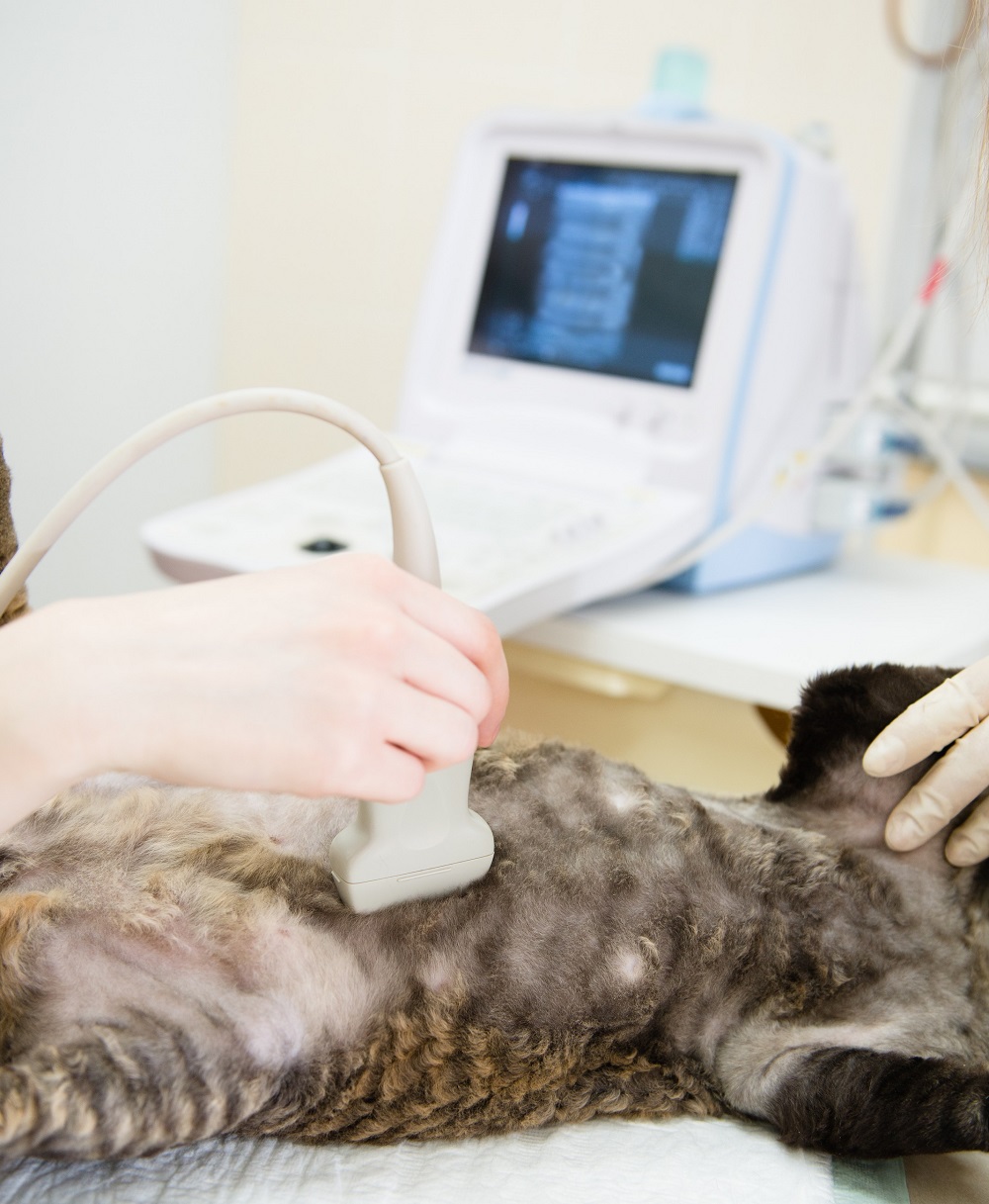 Ultrasound Taylor, MI