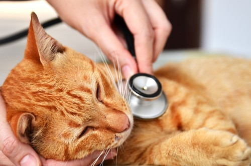 veterinary services Taylor, MI